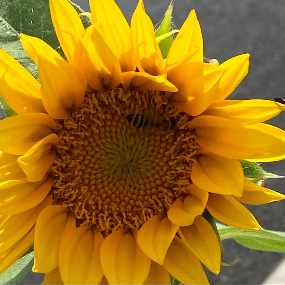 Meet your Posher, Lindsay